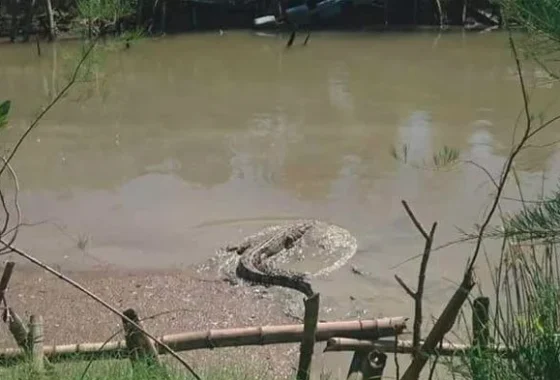 Viral Pemancing di Surabaya Ketemu Buaya, Ada Jejak Besar di Mangrove – detikTravel: Kejadian Menghebohkan di Sektor Perikanan