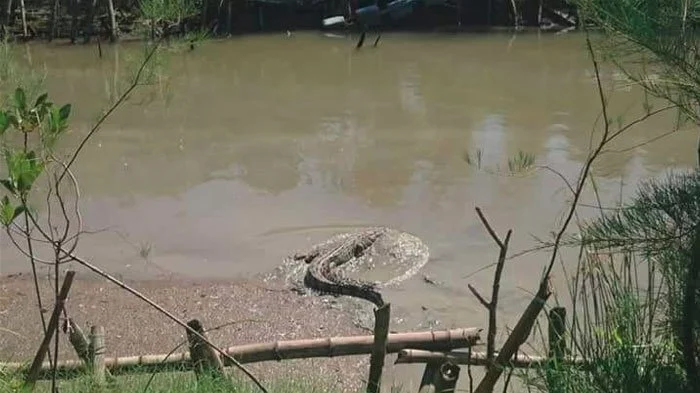 Viral Pemancing di Surabaya Ketemu Buaya, Ada Jejak Besar di Mangrove – detikTravel: Kejadian Menghebohkan di Sektor Perikanan