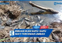 Viral Pembasmian Ikan Sapu-Sapu, Ini 5 Fakta yang Jarang Diketahui Berita Riau Terkini Online | Spirit Riau Update – spiritriau.com