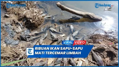 Viral Pembasmian Ikan Sapu-Sapu, Ini 5 Fakta yang Jarang Diketahui Berita Riau Terkini Online | Spirit Riau Update – spiritriau.com