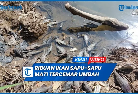 Viral Pembasmian Ikan Sapu-Sapu, Ini 5 Fakta yang Jarang Diketahui Berita Riau Terkini Online | Spirit Riau Update – spiritriau.com