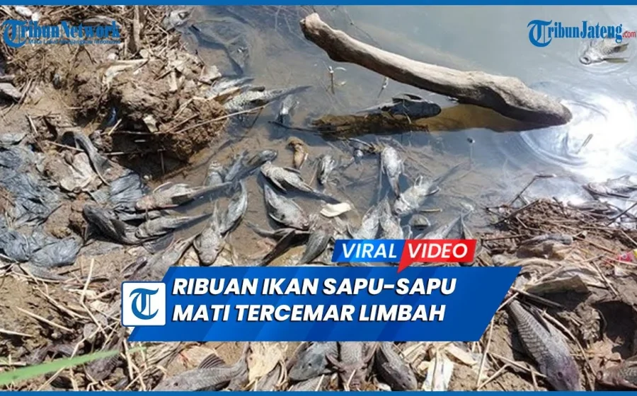 Viral Pembasmian Ikan Sapu-Sapu, Ini 5 Fakta yang Jarang Diketahui Berita Riau Terkini Online | Spirit Riau Update – spiritriau.com