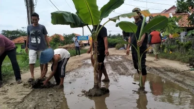 Warga Indramayu tanam pohon pisang di jalan rusak, protes jalan tak diperbaiki [titlebase] – Aksi Kreatif Minta Perbaikan