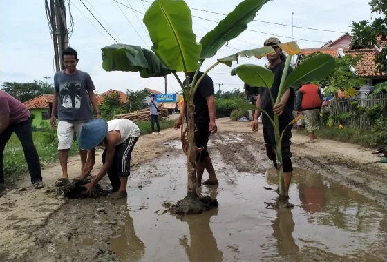 Warga Indramayu tanam pohon pisang di jalan rusak, protes jalan tak diperbaiki [titlebase] – Aksi Kreatif Minta Perbaikan