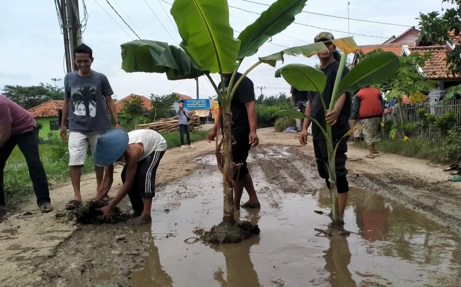Warga Indramayu tanam pohon pisang di jalan rusak, protes jalan tak diperbaiki [titlebase] – Aksi Kreatif Minta Perbaikan